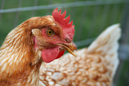 Beautiful Hen - Vegan